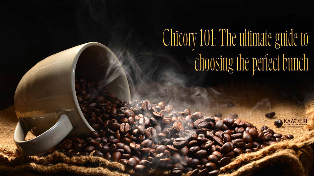 Chicory 101: The ultimate guide to choosing the perfect bunch