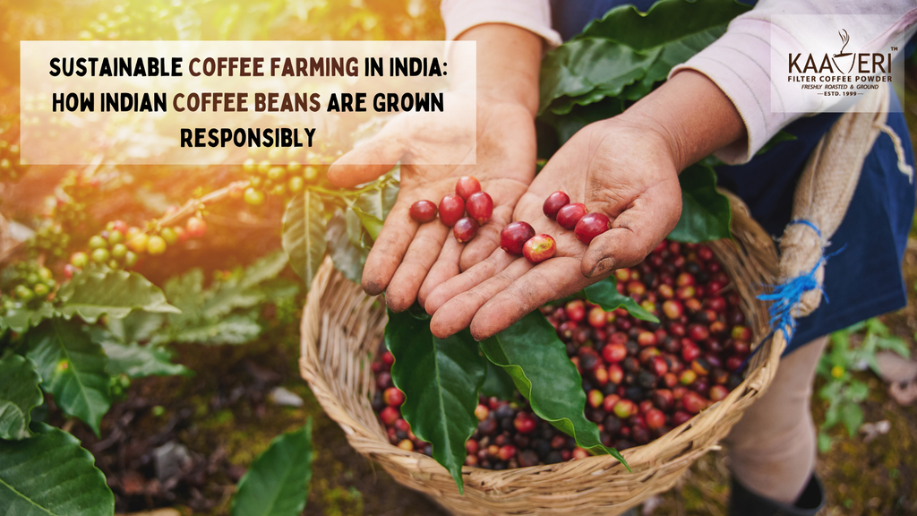 Sustainable Coffee Farming in India: How Indian Coffee Beans Are Grown Responsibly