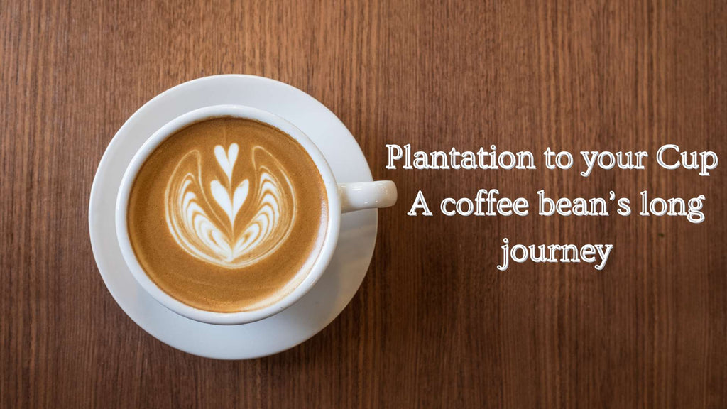 Plantation to your Cup - A coffee bean’s long journey