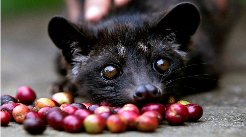 Most Expensive coffee in the world