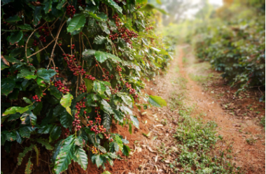 Coffee in India