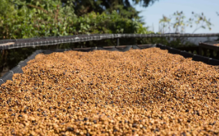 Robusta bean processing